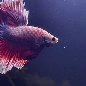 Meet your Posher, Janet